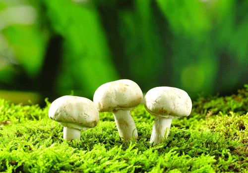 开云官方网站