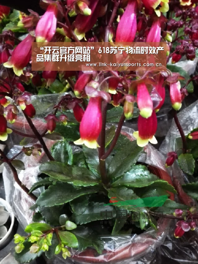 “开云官方网站”618苏宁物流时效产品集群升级亮相(图2) 开云体育官网